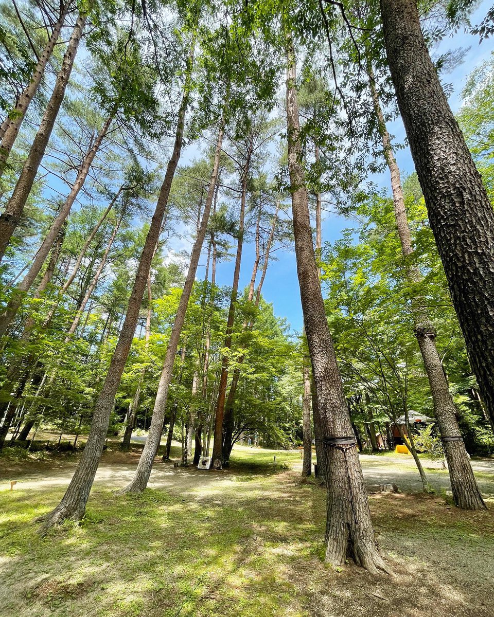 梅雨明けです。夏キャンプシーズン本番ですよ🏕️
林間サイトは木陰が気持ち良いですね🙆

#キャンプ　#夏休み