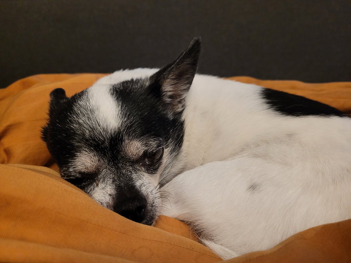 Guten Morgen, ihr Lieben. 🧡 

Wünsche euch einen entspannten #Schwiegerfreitag. 
🐶🍀☀️😊