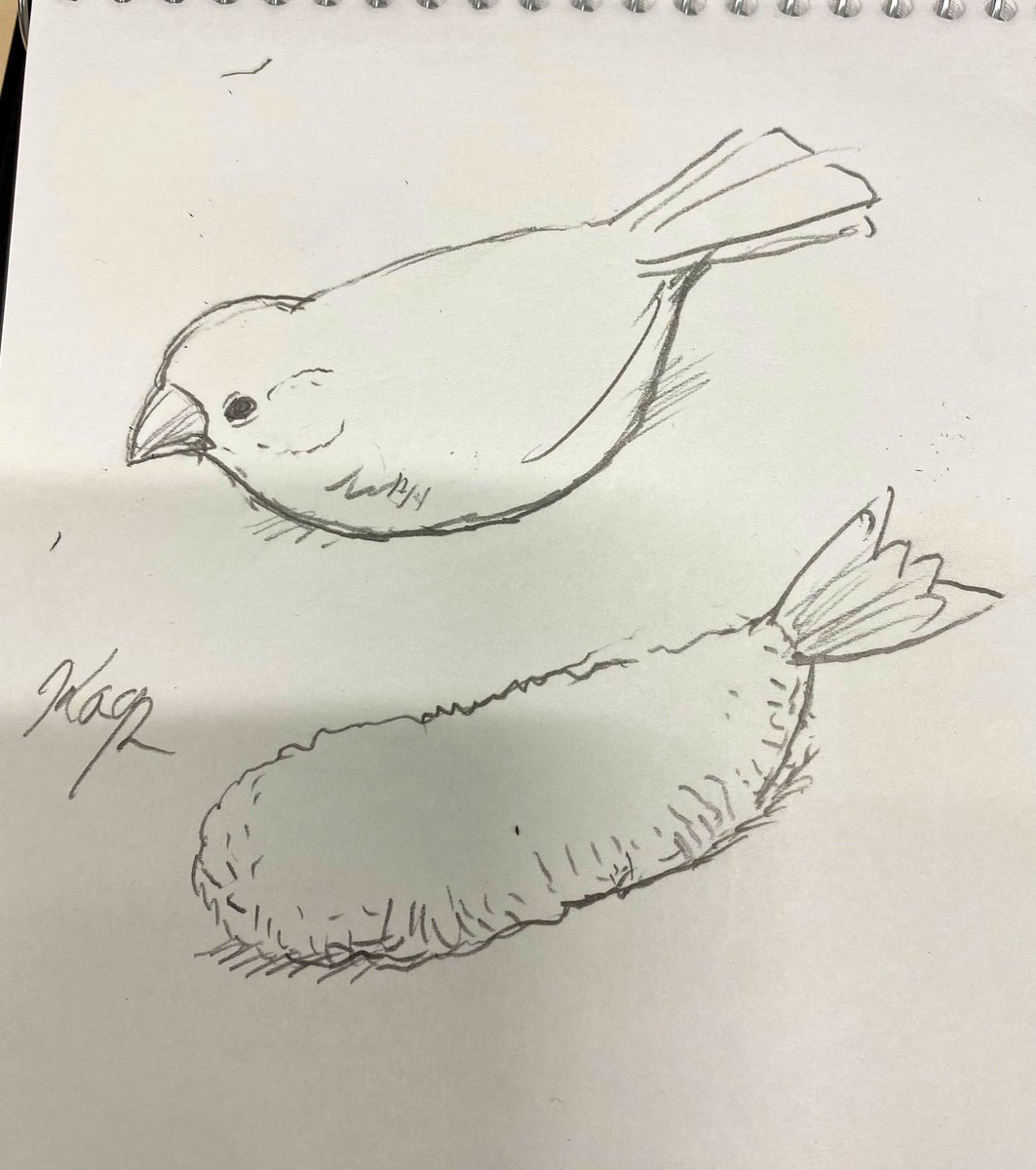 エビフライ好きなの形状に文鳥みを感じるからかもしれん…