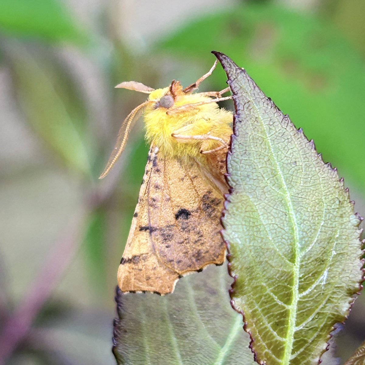 28 of 23 in trap with 8 new for the garden. Mottled Oak Tortrix, Netted Tortrix, September Thorn, Ash-bark Knot-horn, Nut-tree Tussock, Cloaked Minor, Canary-shouldered Thorn &amp; Maple Pug