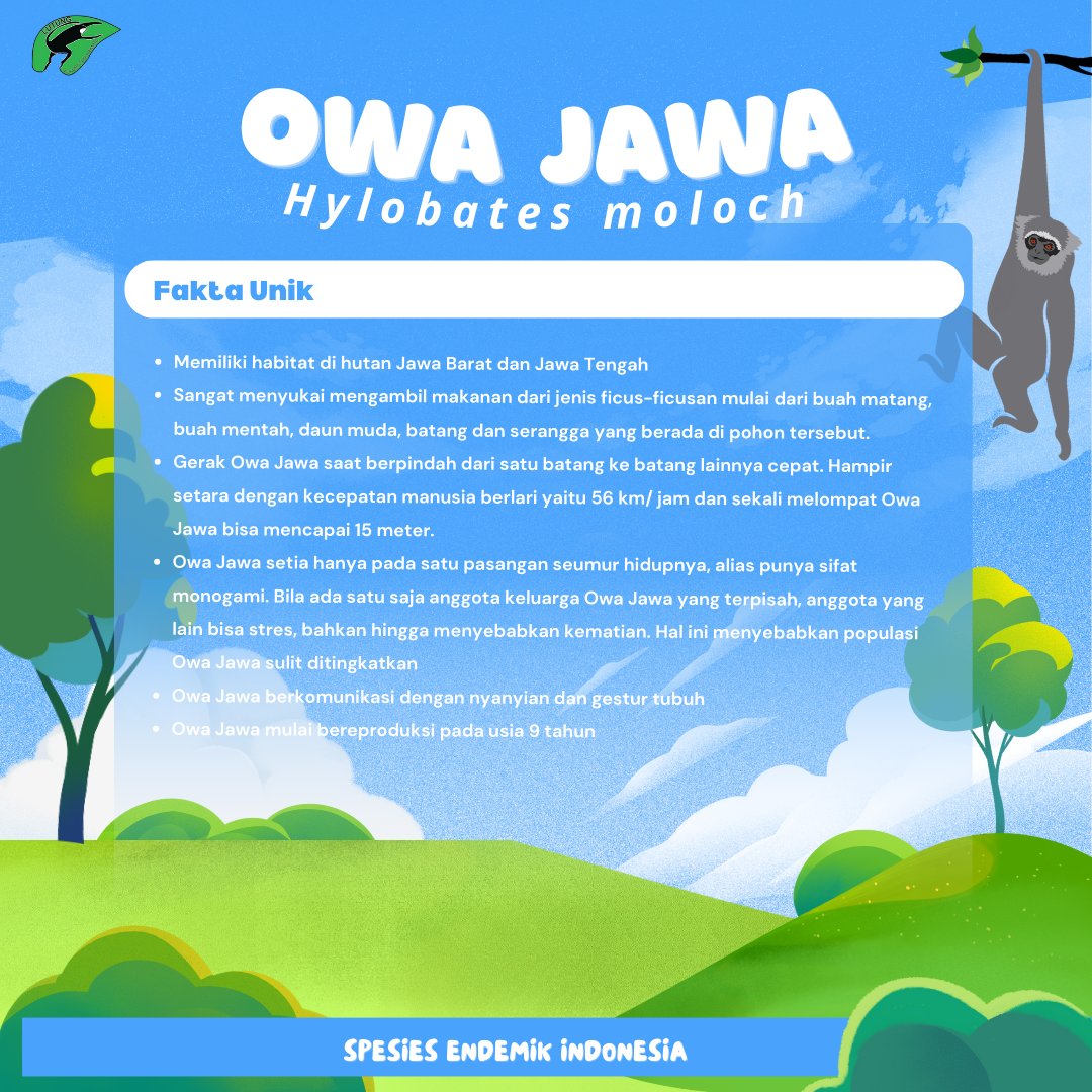 Lutung_fsp's tweet photo. 🌿#MengenalLebihDekat Owa Jawa: Primata Endemik yang Memesona!🌿

Taukah kamu? Owa Jawa, dengan suara merdunya, adalah primata yang hanya bisa ditemukan di pulau Jawa. Yuk, pelajari lebih lanjut tentang kehidupan, habitat, dan fakta unik yang dimiliki melalui infografis ini! 🌏 https://t.co/E48WjQNocz