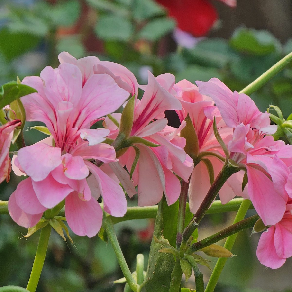 SachinAcharya's tweet photo. Beauty #Cranesbill,#Ivy #geranium
#Flowers #FlowersOfTwitter #flowerpictures #NaturePhotograhpy #photography #PhotographyIsArt #S23U 10x #telemacro,@Snapdragon @SamsungMobile @SamsungMobileSA #withGalaxy #ShotOnSnapdragon @Wvisioncreation @Entroprox @gontanokoneroku @degu_lifeis https://t.co/UT8ez8csHf