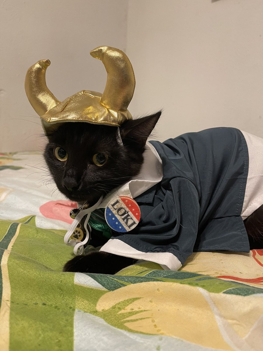 bigheropooking's tweet photo. happy birthday to one of the SICKEST bros but also a really kind, funny, and nice person -@isaaclahey ahhh yeahh 

here’s our cats as friends https://t.co/YoZcESuzrL
