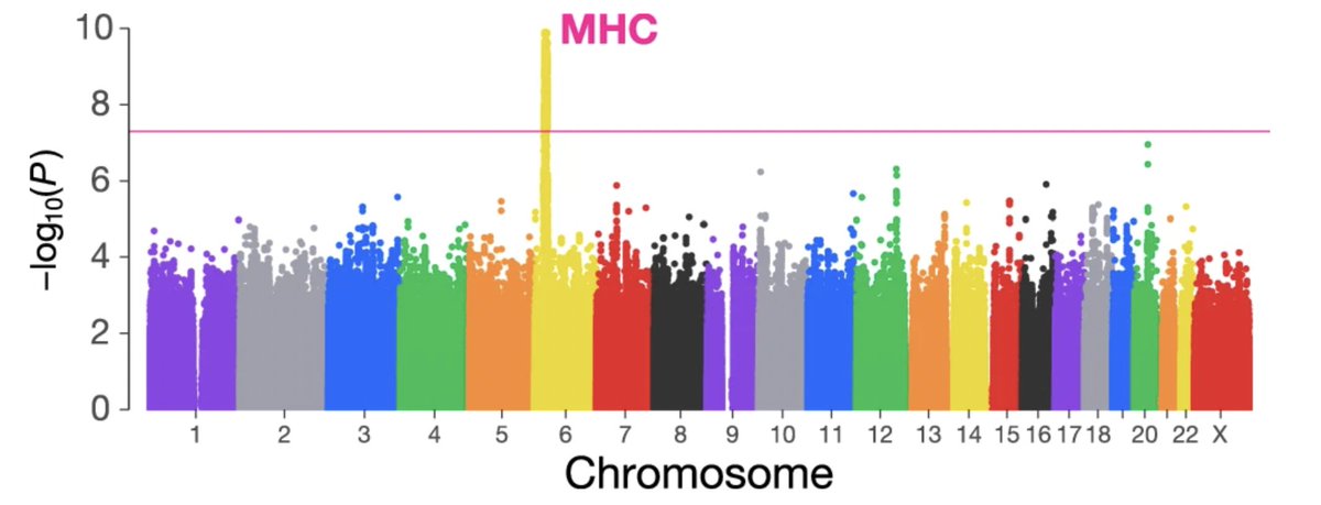 GWAS of unexplained recurrent pregnancy loss in 1,728 cases and 24,315 female controls of Japanese ancestry. In addition to MHC locus, the authors find a rare CNV deleting CDH11 (cadherin 11) increases the risk of pregnancy loss by &gt;3-fold compared to non-carriers. 

Sonehara,