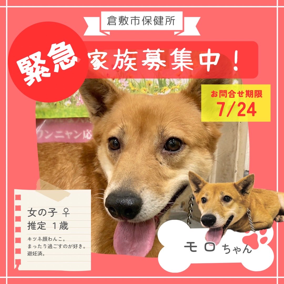lharmonie2424's tweet photo. 倉敷市保健所より

緊急家族募集🐕モロちゃん

キツネ顔のむちゃかわいい1歳くらいの女の子🦊
静かにゆるりと過ごすのが好き

避妊手術をがんばり
フィラリア陽性で投薬治療を開始

他のわんこはちょっと苦手そう
先住犬とは相性を見ていただきたいです

収容期限が7/24です
ぜひ会いに来てくださいね https://t.co/nh4e8zZ6pS