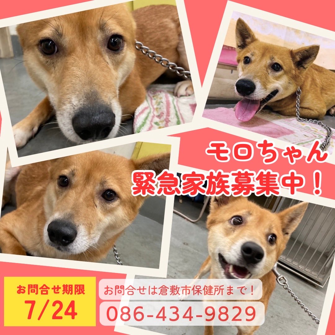 lharmonie2424's tweet photo. 倉敷市保健所より

緊急家族募集🐕モロちゃん

キツネ顔のむちゃかわいい1歳くらいの女の子🦊
静かにゆるりと過ごすのが好き

避妊手術をがんばり
フィラリア陽性で投薬治療を開始

他のわんこはちょっと苦手そう
先住犬とは相性を見ていただきたいです

収容期限が7/24です
ぜひ会いに来てくださいね https://t.co/nh4e8zZ6pS