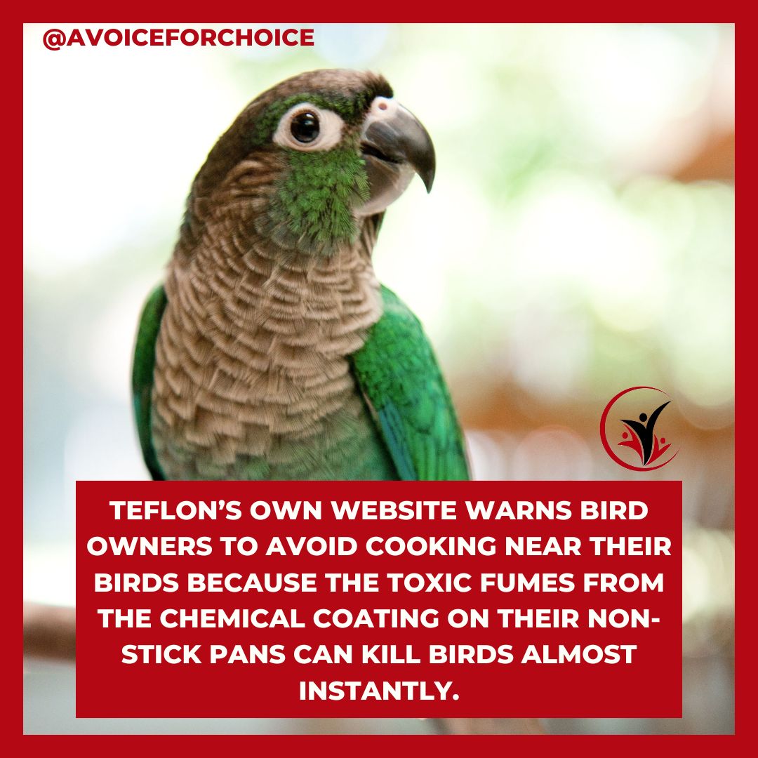 avoiceforchoice's tweet image. Canary in the coal mine!

#PFAS #Teflon #Birds #PetBirds #RightToKnow #Health #Safety #Cooking #WakeUpWednesday

teflon.com/en/consumers/t…
