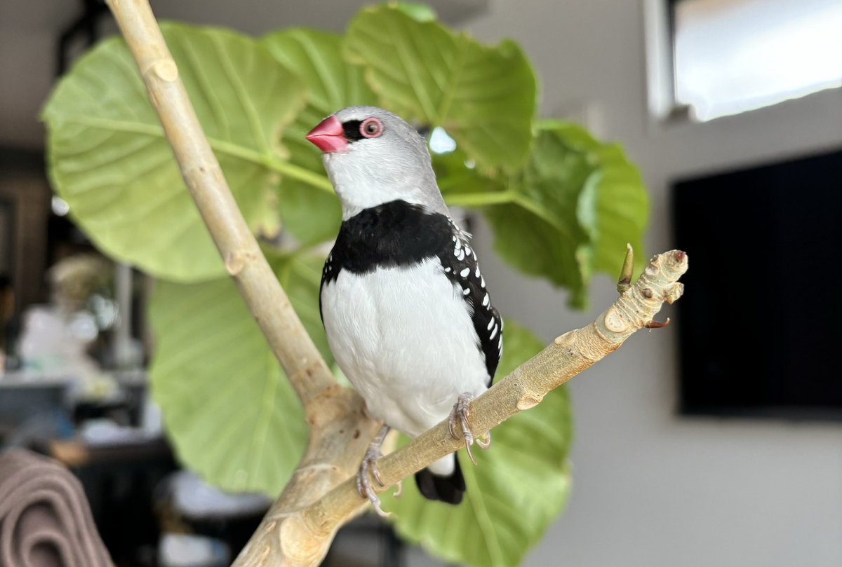 chachamarufinch's tweet photo. 私の家族の1人
ダイヤモンドフィンチの

「へいはち」

#ダイヤモンドフィンチ
#diamondfiretailfinch
#diamondfiretail https://t.co/IsNf7eiCTb