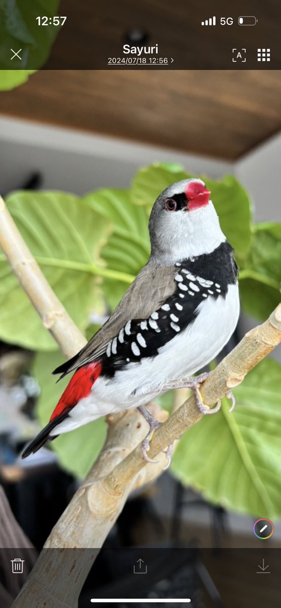 chachamarufinch's tweet photo. 私の家族の1人
ダイヤモンドフィンチの

「へいはち」

#ダイヤモンドフィンチ
#diamondfiretailfinch
#diamondfiretail https://t.co/IsNf7eiCTb