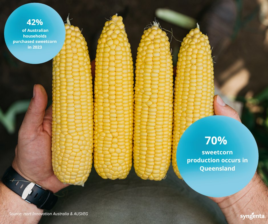 Did you know that 70% of sweetcorn production is grown in sunny Queensland?  Enjoy a buttery cob of corn today.
#syngentavegetables
