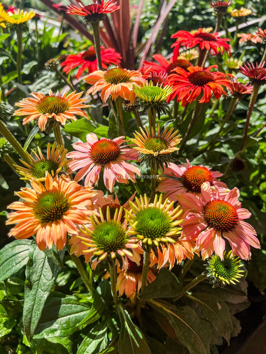 Habt einen guten Start in den Tag! 
                        Guten Morgen ! 
 🌼🌺.....🍃🌸♡♪☕♫♡🌺🍃.....🌼🌺