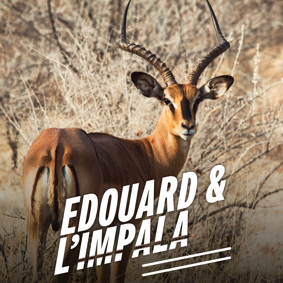 Zone300off's tweet photo. Édouard et l'impala : un an après avoir raté l'occasion de tirer un bel impala, Edouard est de retour en Afrique du Sud. Cette fois, la chasse s'avère concluante et cette journée dans la savane s'achève par un beau prélèvement. A retrouver sur Zone300 !

#chasse #hac #Zone300 https://t.co/hjSrF7msOG