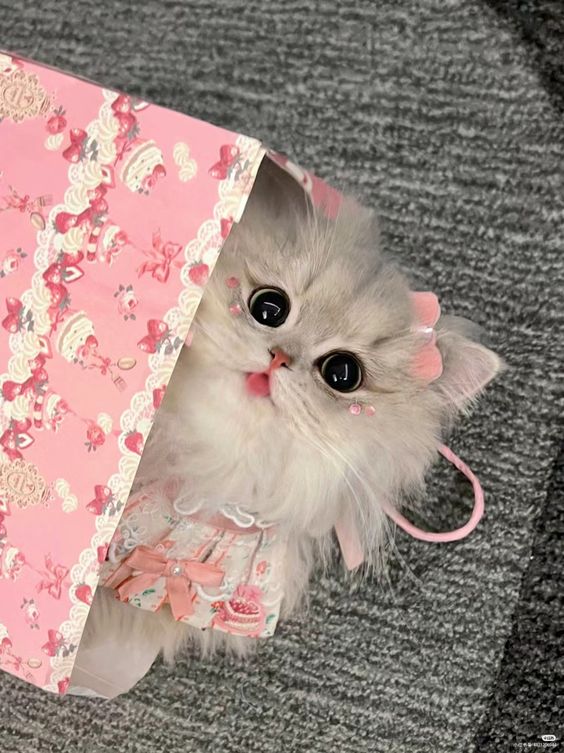 cutestscats's tweet photo. https://t.co/KUoJvYD47u
