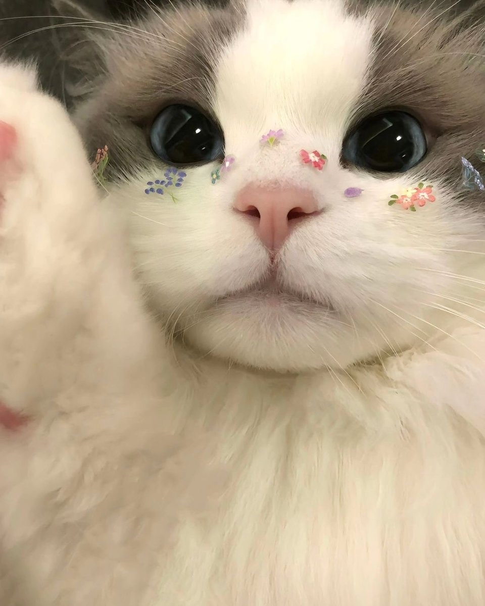 cutest cats (@cutestscats) on Twitter photo 