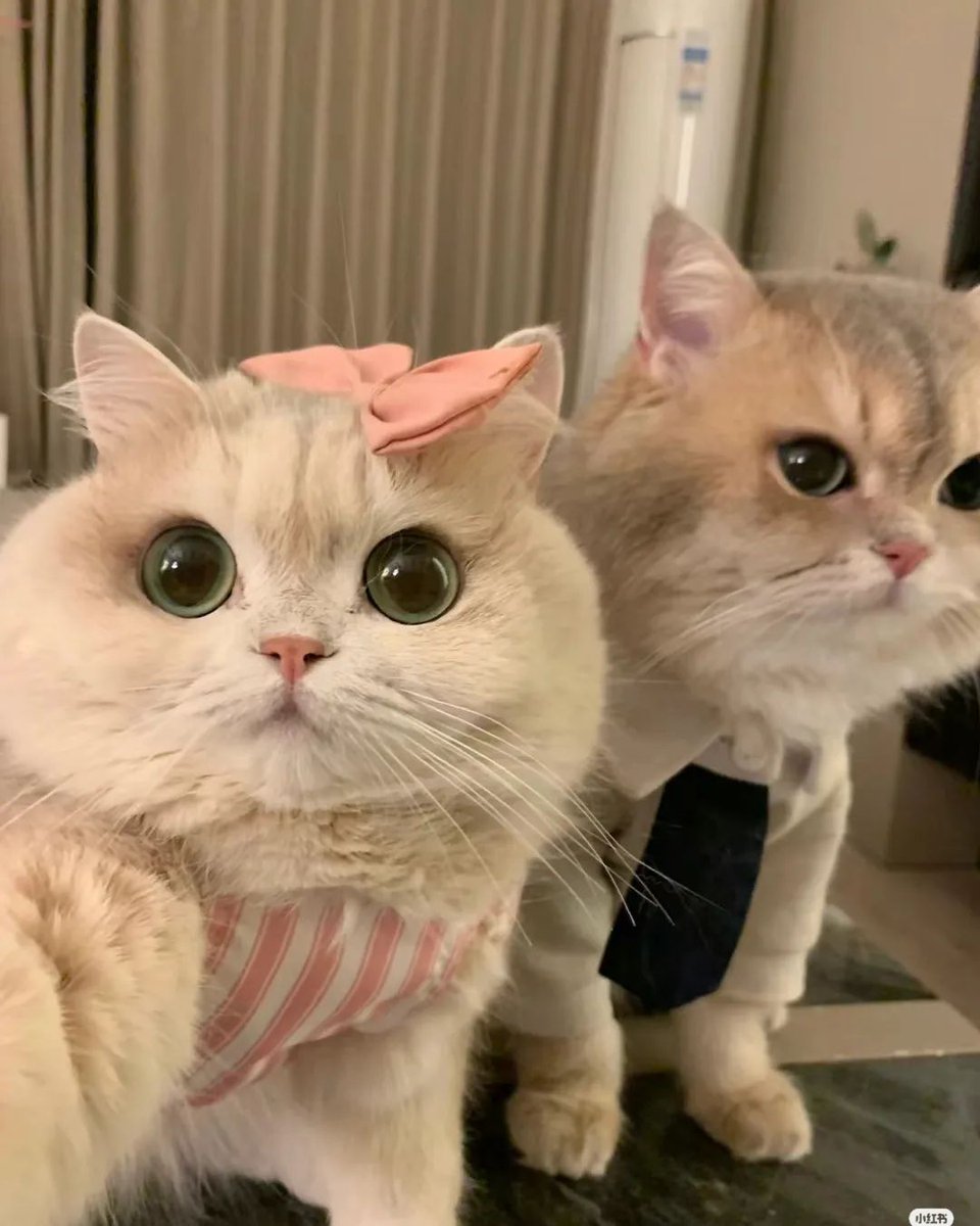 cutest cats tweet media