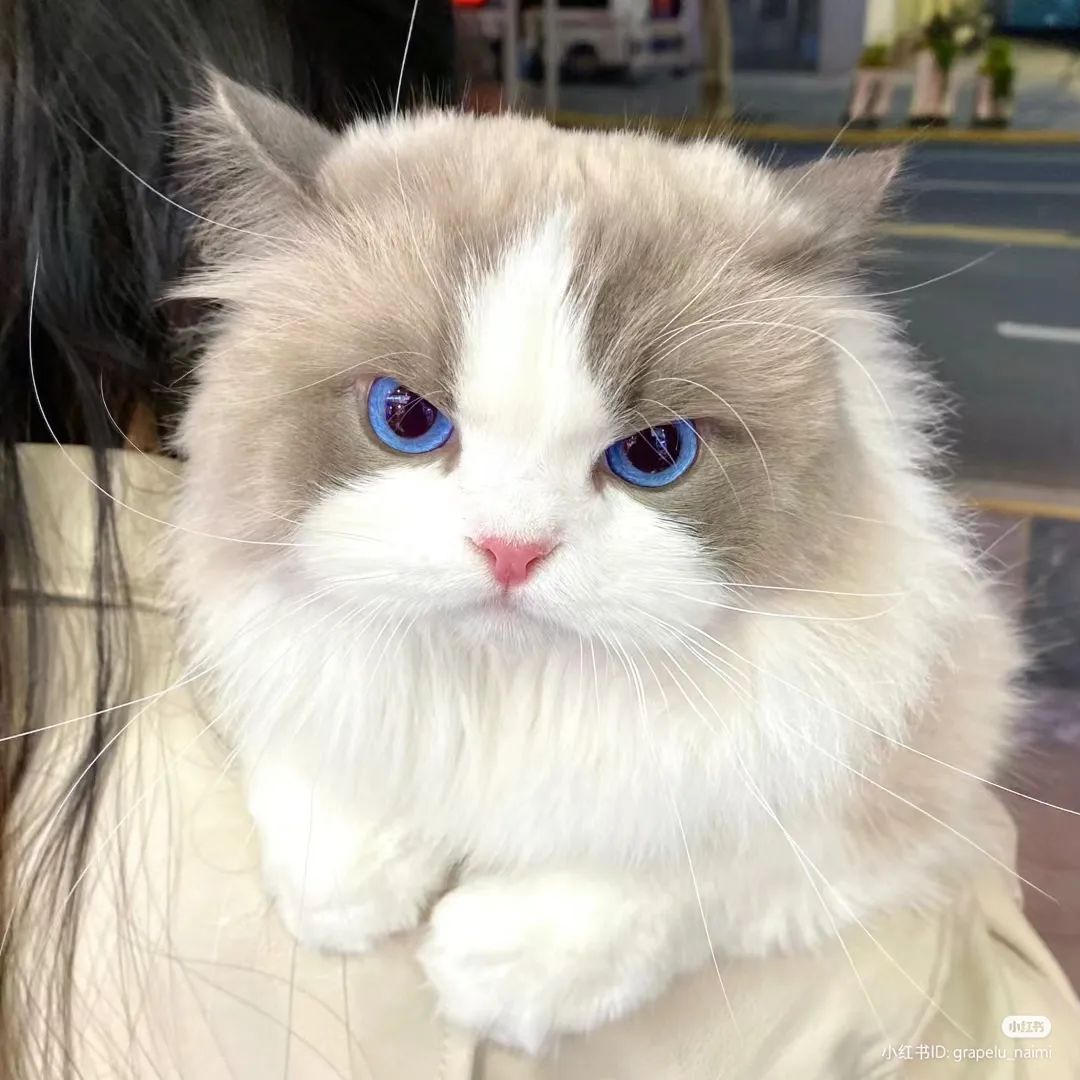 cutestscats's tweet photo. https://t.co/g0fxL2L7ME