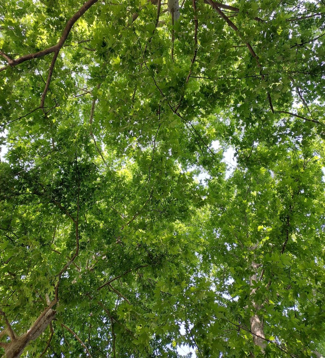 Güneş tam yakmadan yürüyüşü bitireyim🌿
