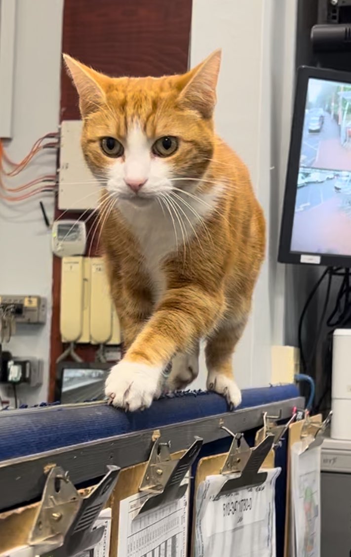 Good morning welcome to Tippetty tap tap Thursday 

Do the that one thing you think you cannot do
You may fail at it at first
Do try again

It gets easier, just because you think you can’t do it doesn’t mean you will never succeed 

#cats #Cat #CatsOnTwitter #CatsOfTwitter