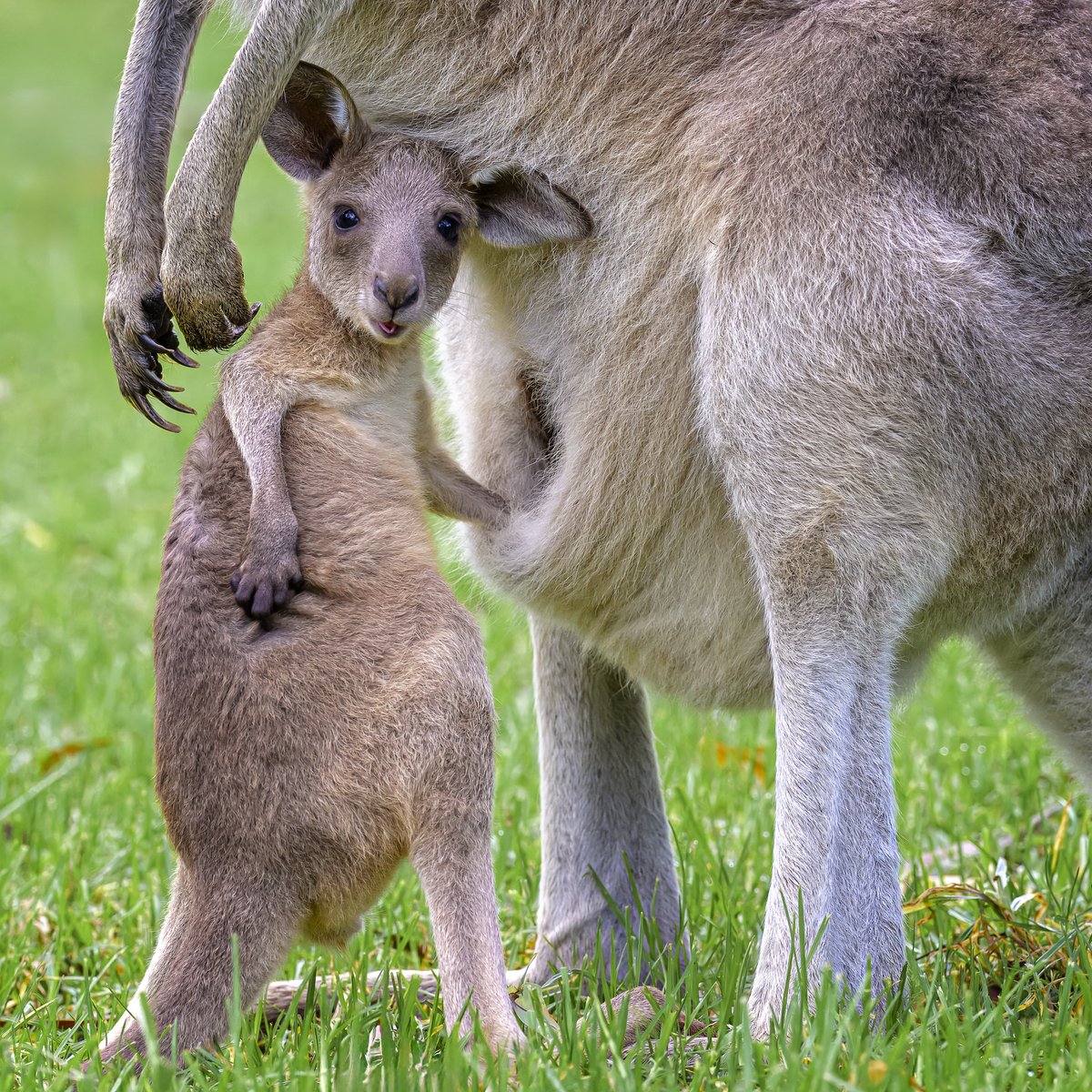 kangaroosalive's tweet photo. Here is one of our 2023 World Kangaroo Day Photography competition entries.
Have you entered our 2024 competition as yet?
https://t.co/wnj4zYQmn7
#worldkangarooday #kangaroosalive #kangaroos #kangaroothemovie #kangaroo https://t.co/V7JkLQ7Ujy