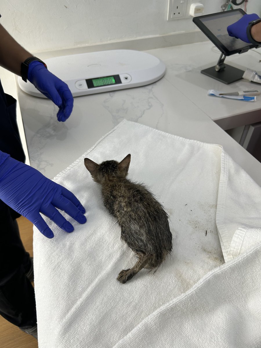 yemmeow's tweet photo. Donation diperlukan untuk dua beradik ni. I plan to tinggal dekat vet sampai dorang sihat. Maybe 1-2 weeks. Also nak deworm &amp; deflea, vaksin bila dah cukup berat. Every transaction akan diupdate dekat thread ni. 

Tolong RT post ni 🙏🏻 https://t.co/SG6YVeGZ7C