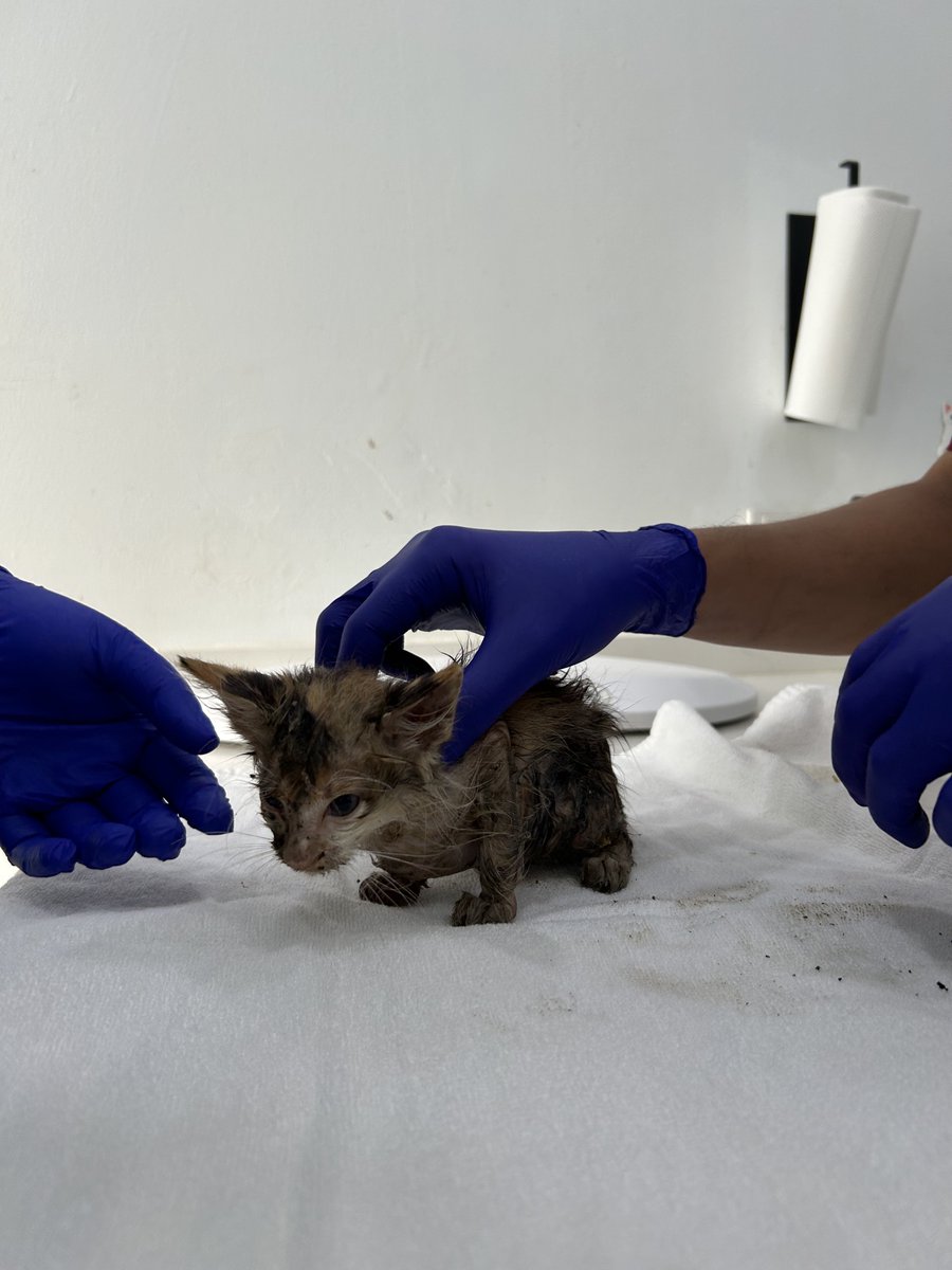 yemmeow's tweet photo. Donation diperlukan untuk dua beradik ni. I plan to tinggal dekat vet sampai dorang sihat. Maybe 1-2 weeks. Also nak deworm &amp; deflea, vaksin bila dah cukup berat. Every transaction akan diupdate dekat thread ni. 

Tolong RT post ni 🙏🏻 https://t.co/SG6YVeGZ7C