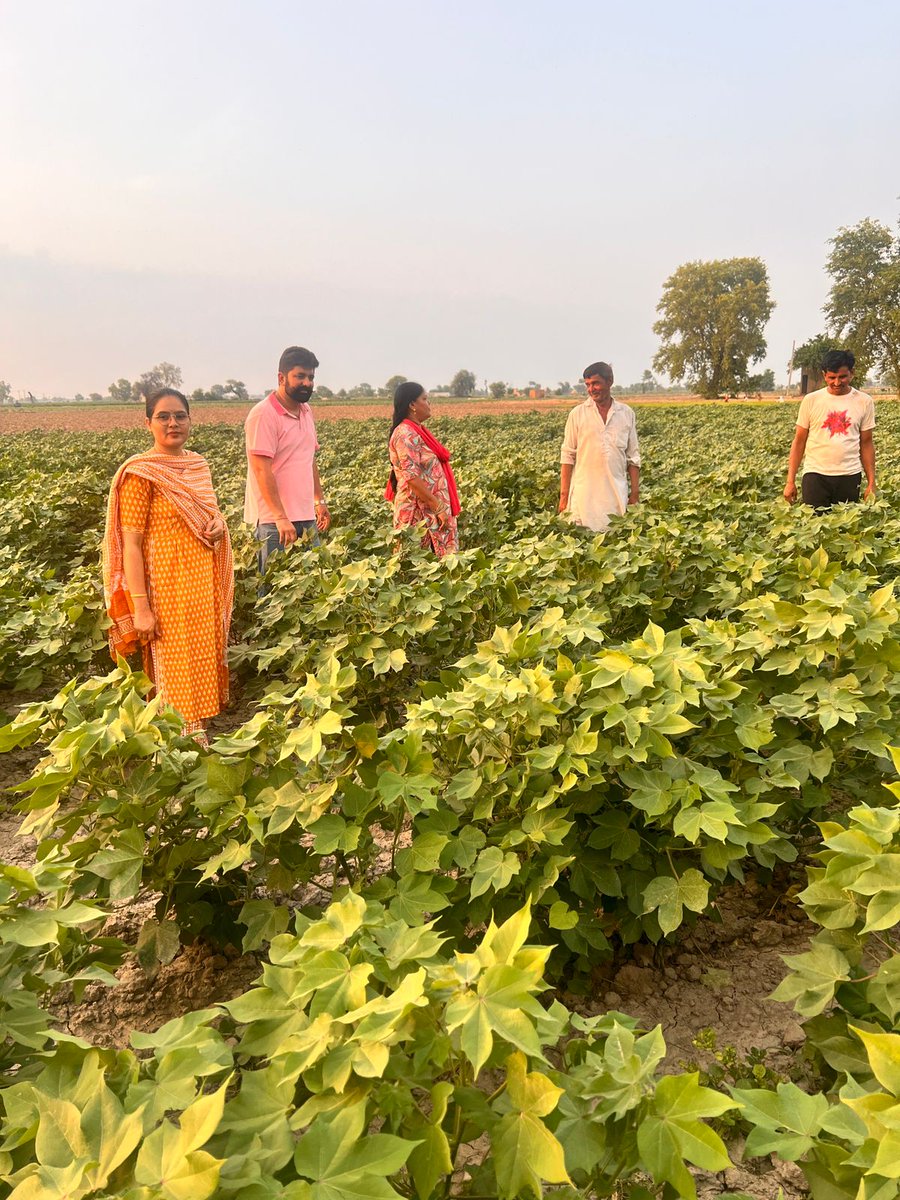 AgrDir's tweet photo. ग्राम पंचायत 90 जीबी तहसील&amp; ज़िला- अनूपगढ़ में कृषि अधिकारीयो द्वारा कपास फसल के खेतों का गुलाबी सुंडी के प्रकोप को देखते हुए निरीक्षण किया गया । ग्राम पंचायत 90 जीबी में कपास के विभिन्न खेतों में गुलाबी सुंडी का प्रकोप नहीं देखा गया। https://t.co/HifVcqCYUn