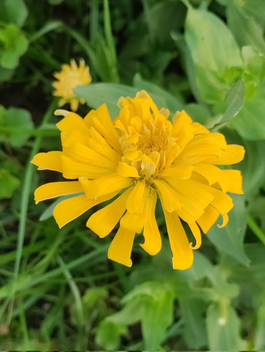 GozoneM's tweet photo. It's called Yellow enough... https://t.co/hSTNs16hzT