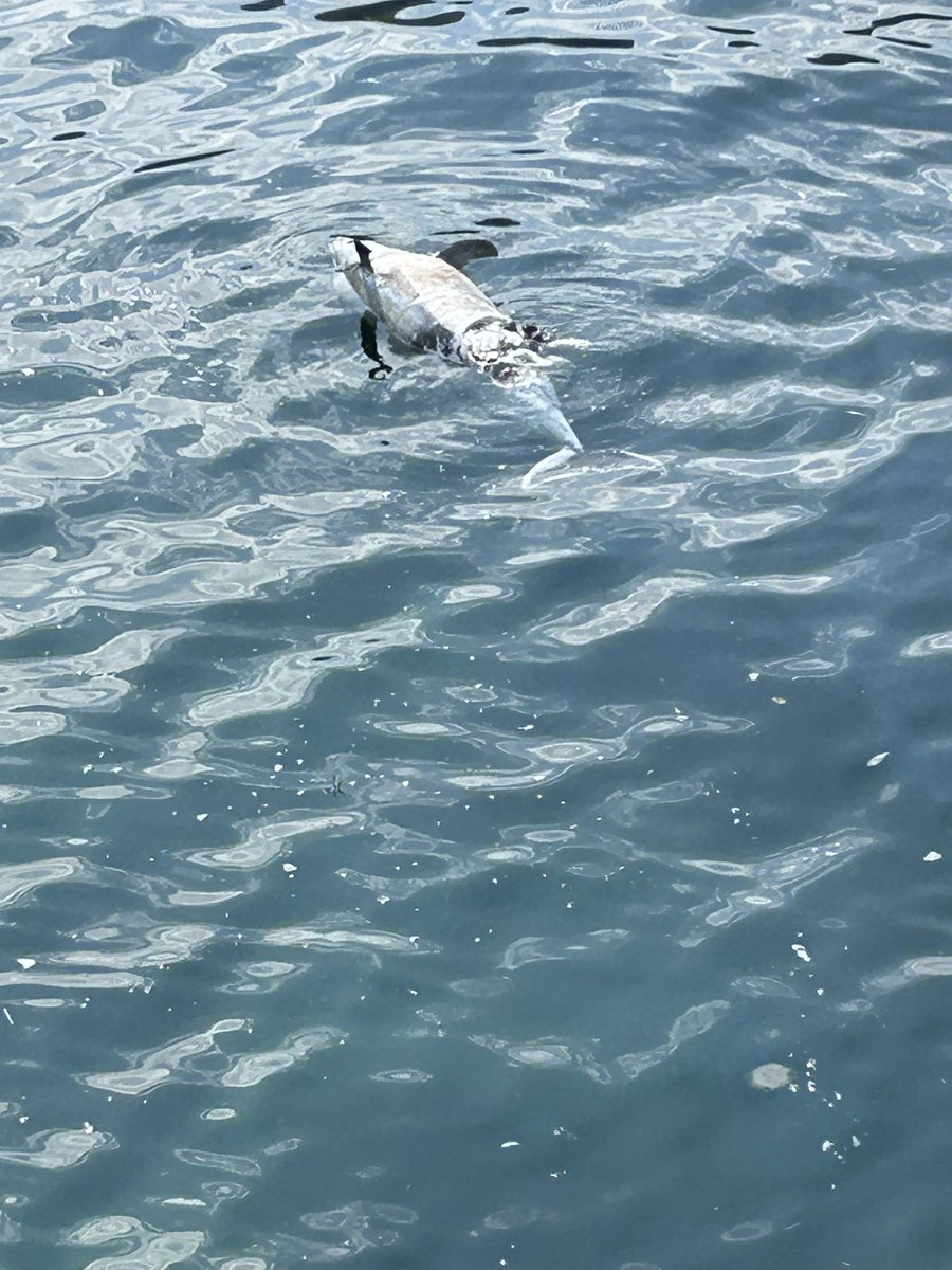 sumuta0806's tweet photo. イルカちゃん🐬😢 https://t.co/DGKj150kxl
