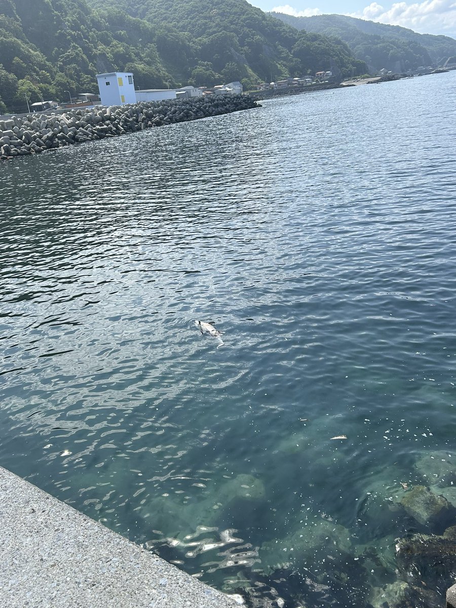 sumuta0806's tweet photo. イルカちゃん🐬😢 https://t.co/DGKj150kxl