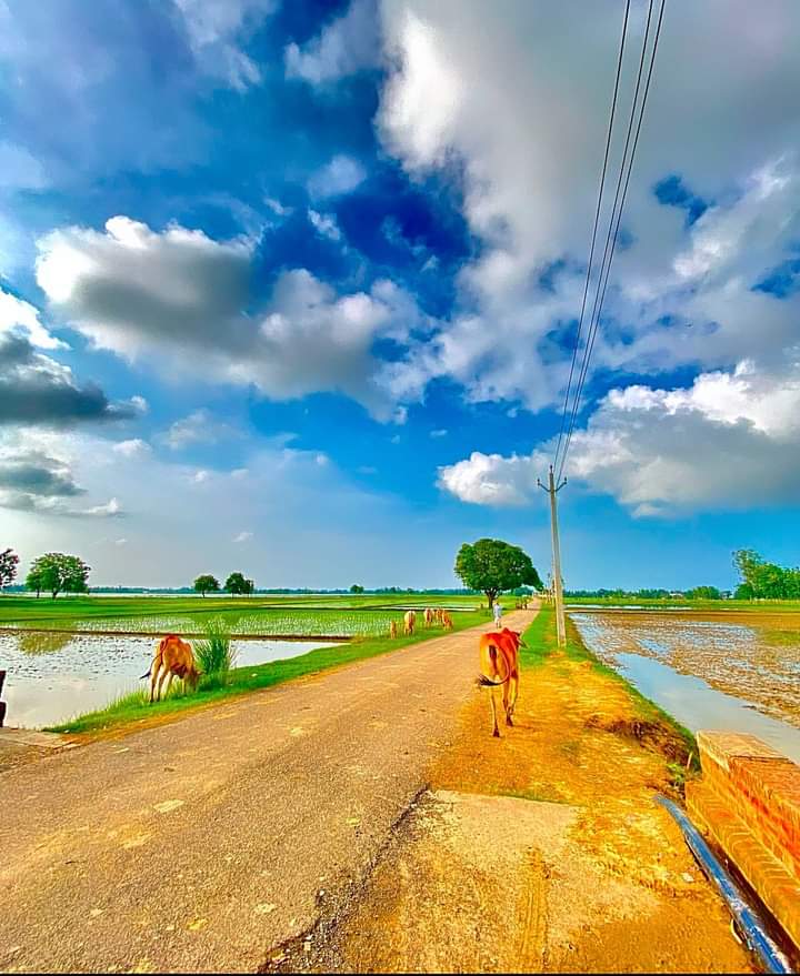 Sandhyayadav_1's tweet photo. गांव के रास्ते का ऐसा नजारा दिल खुश कर देता है, इसलिए तो कहा गया है कि प्रकृति तो गांव में बसती है। 🥰😍🌿
#Village #villagelife #WeSupportRandom https://t.co/3enBZxCNeR