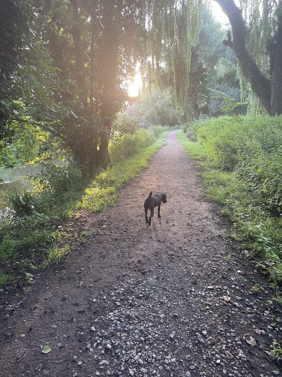 CarysAG's tweet image. Early morning dog walk before Block 2, Day 4 of Cohort 11 #aDDoNsherts - are you ready folks? 😊