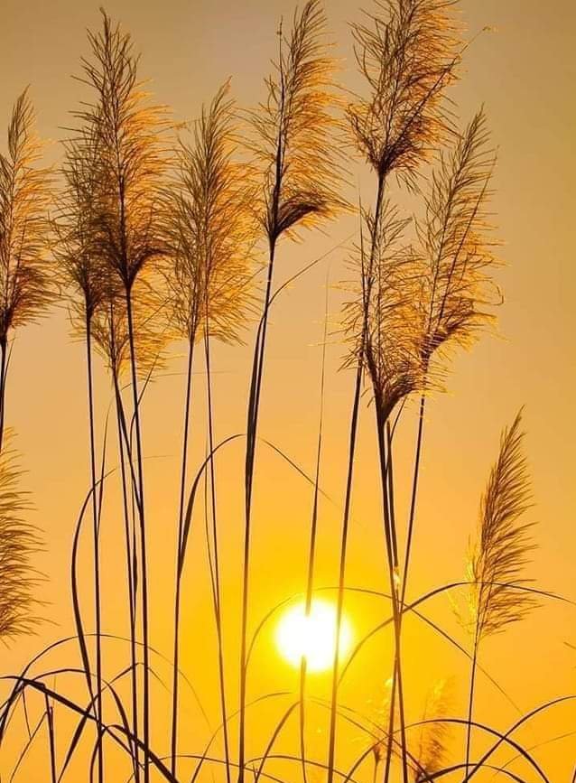 #thursdayvibes #naturephoto #GoodMorning #happyday