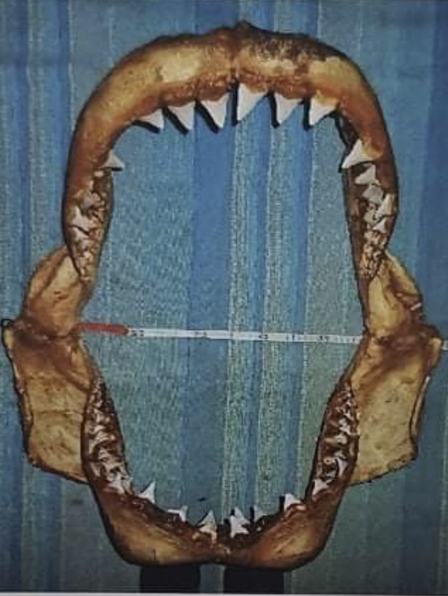 Elasmo-Morph tweet media