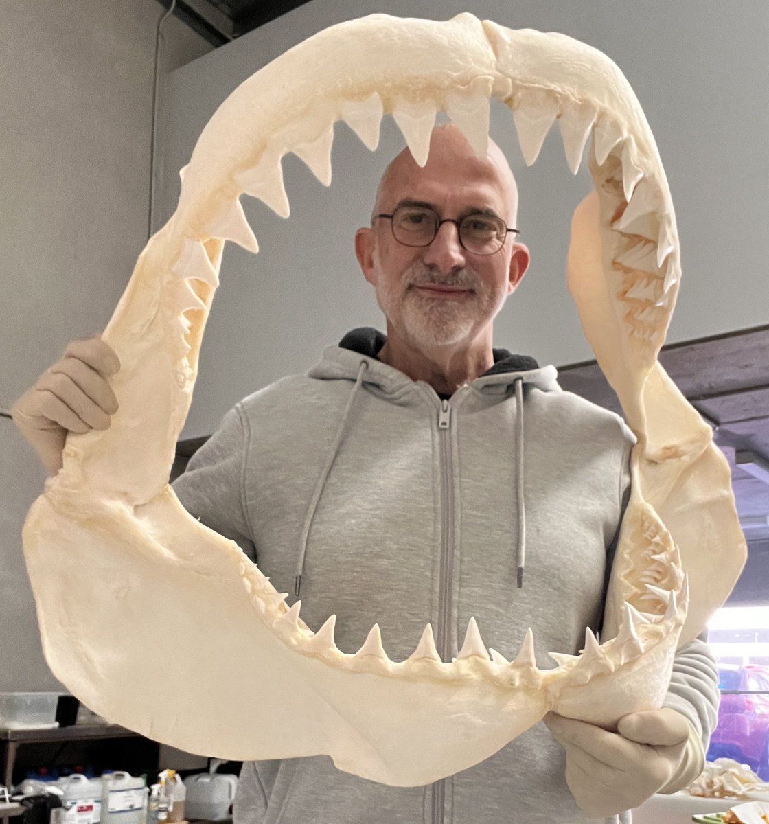 Elasmo-Morph tweet media