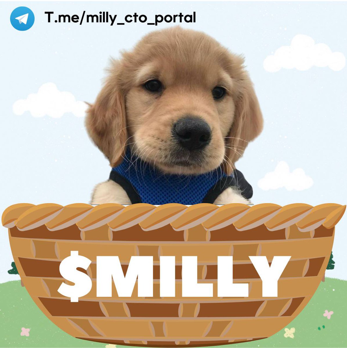 0xStevenRe's tweet photo. @millycto_solana Send this cutie dog $MILLY https://t.co/QwtK8RfaqH