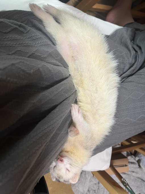 フェレットベルト。仮面ライダーフェレットに返信できる 