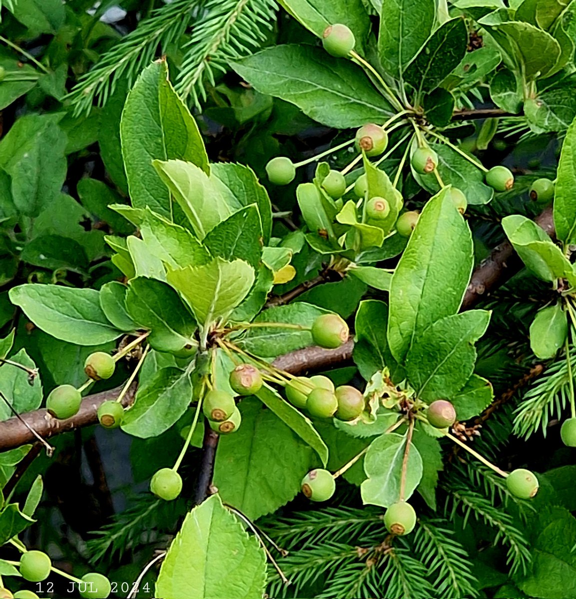 IDadzkov's tweet photo. Hedge Siebold's crabapple fruits ripen. Зреют яблочки кустовой дикой яблони Зибольда.
#nature #summer #ripening #SiebpldsCrabapple #SmallApple #RipeningPhoto https://t.co/dSZ0DMTZO4
