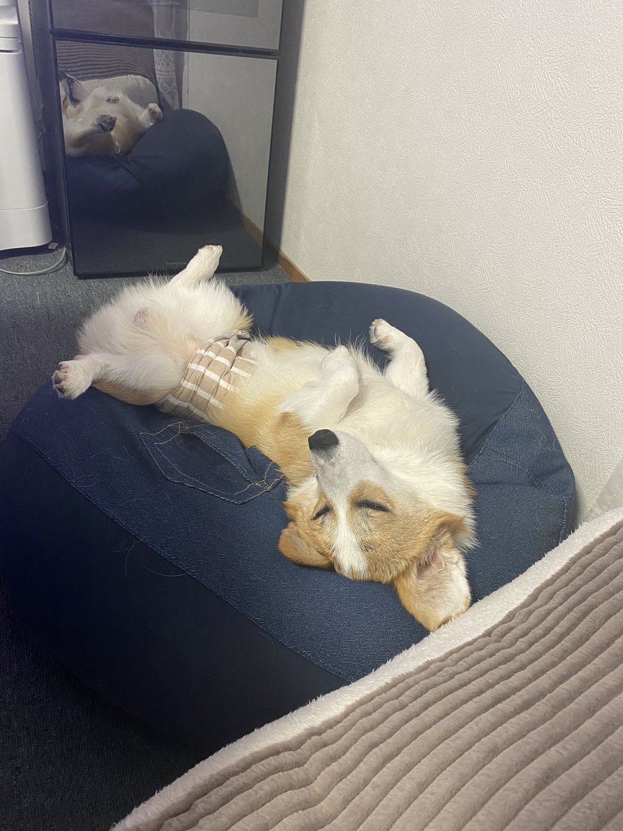 cogi613sakura's tweet photo. ご報告
ラムネですが、15日の夜、寝室でみんなでお休みまた明日ね！っと言いあった1時間後くらいにお空に旅立ちました。お昼寝しているような顔をして。

一緒に居られて幸せでした。
たくさんの笑顔をありがとう。
ゆっくり休んで、お空でいっぱい走って、たくさん食べるんだよ。 
大好き。 https://t.co/iYrtpgdSLe