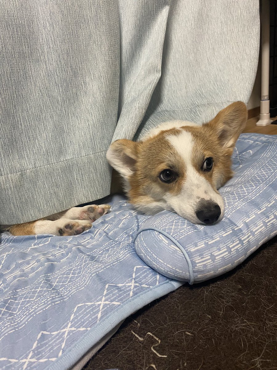 cogi613sakura's tweet photo. ご報告
ラムネですが、15日の夜、寝室でみんなでお休みまた明日ね！っと言いあった1時間後くらいにお空に旅立ちました。お昼寝しているような顔をして。

一緒に居られて幸せでした。
たくさんの笑顔をありがとう。
ゆっくり休んで、お空でいっぱい走って、たくさん食べるんだよ。 
大好き。 https://t.co/iYrtpgdSLe