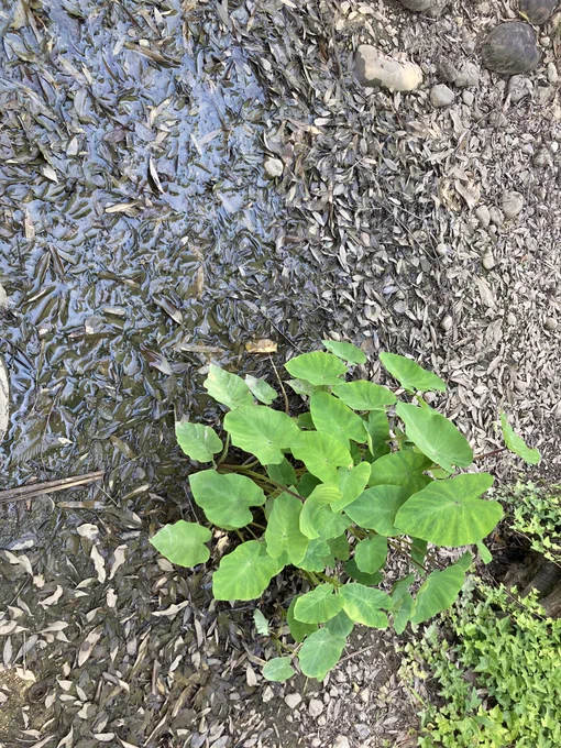 池にアマガエルいる、水はほとんど干上がってしまった