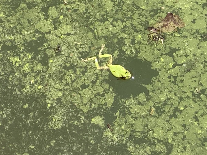 池にアマガエルいる、水はほとんど干上がってしまった