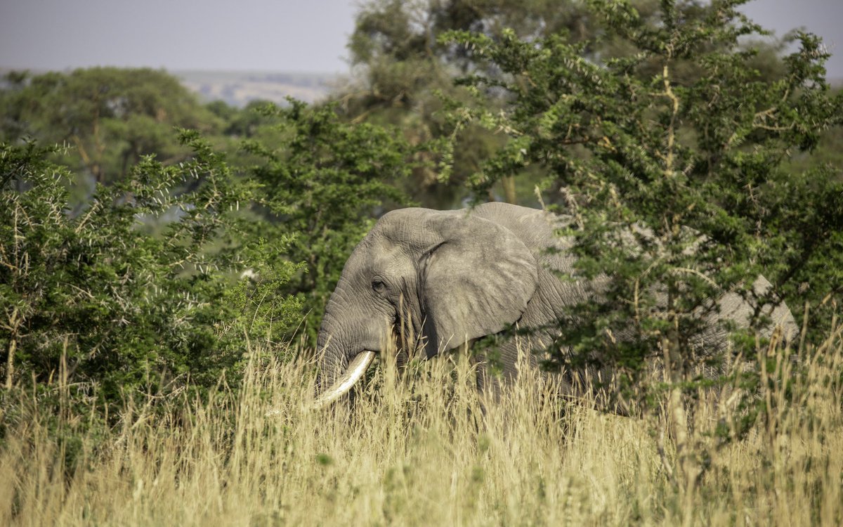 ugwildlife's tweet photo. Nature holds the key to many climate solutions. Biodiversity conservation is therefore an urgent matter of concern for every citizen.

Remember you can always stand up for the wild! Report wildlife crime to our toll-free number👇
📞 +256 (0) 800 100 960

#ClimateAction #ForNature https://t.co/AJRMTwFgNS