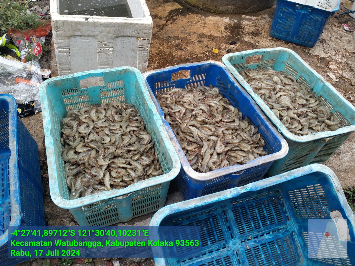 ashar_junianto's tweet photo. Rabu (17/7/2024), Ashar Junianto, S.Pi, Luhkan Kab. Kolaka, di  pdkn Sumber Makmur (an. Suwono) Kel Watubangga Kec Watubangga, panen udang vaname Tambak Tradisional, Sbnyk 125 kg, Luas 1 ha, size 100 an, hrga Rp. 48.000/kg.

#GiatLuhkanSatminkalMaros #Kolaka #Panen @BRPBAP3_Maros https://t.co/9CIqB3ldll