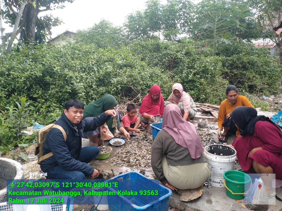 ashar_junianto's tweet photo. Rabu (17/7/2024), Ashar Junianto, S.Pi, Luhkan Kab. Kolaka, di  pdkn Sumber Makmur (an. Suwono) Kel Watubangga Kec Watubangga, panen udang vaname Tambak Tradisional, Sbnyk 125 kg, Luas 1 ha, size 100 an, hrga Rp. 48.000/kg.

#GiatLuhkanSatminkalMaros #Kolaka #Panen @BRPBAP3_Maros https://t.co/9CIqB3ldll