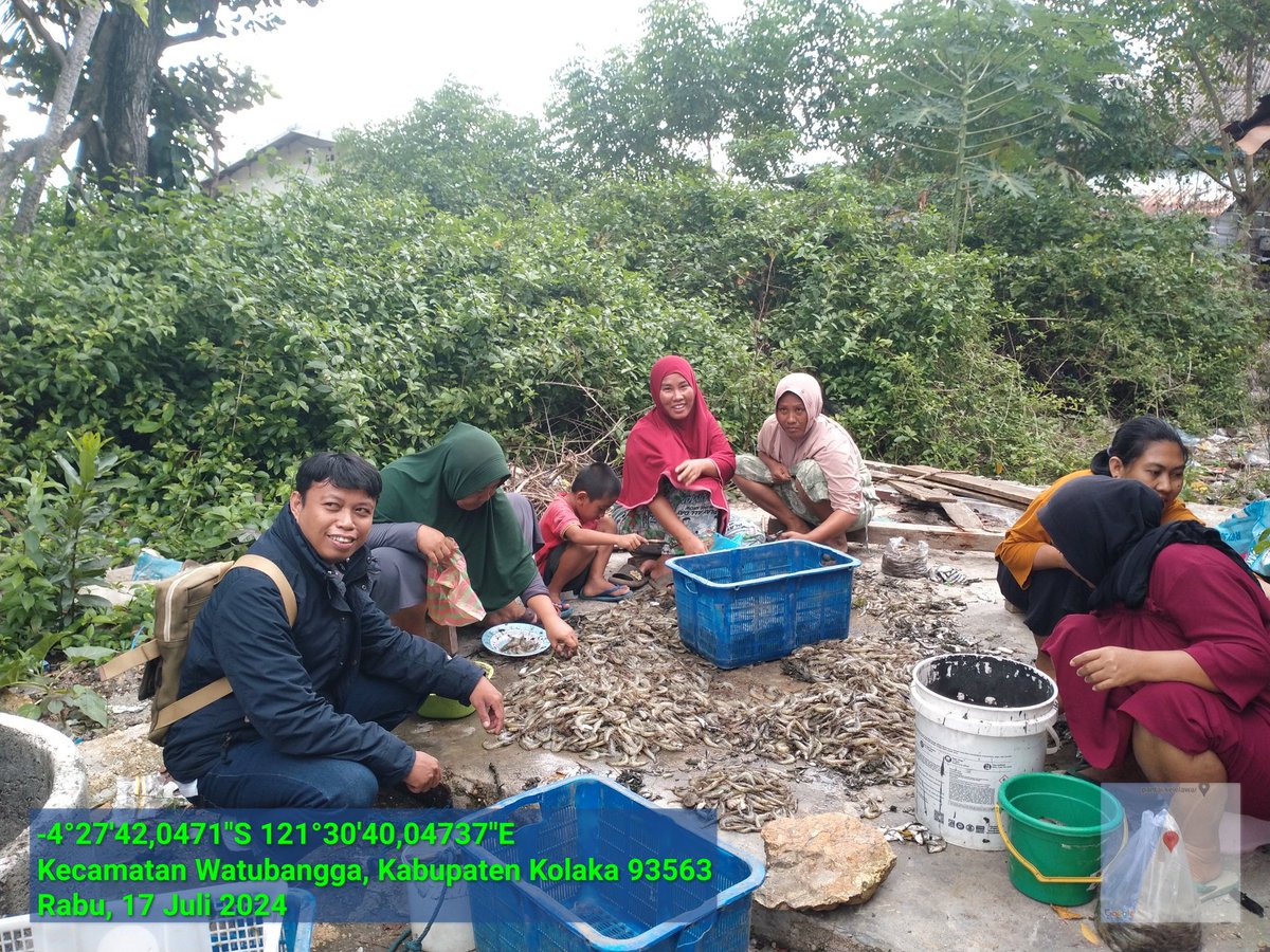 ashar_junianto's tweet photo. Rabu (17/7/2024), Ashar Junianto, S.Pi, Luhkan Kab. Kolaka, di  pdkn Sumber Makmur (an. Suwono) Kel Watubangga Kec Watubangga, panen udang vaname Tambak Tradisional, Sbnyk 125 kg, Luas 1 ha, size 100 an, hrga Rp. 48.000/kg.

#GiatLuhkanSatminkalMaros #Kolaka #Panen @BRPBAP3_Maros https://t.co/9CIqB3ldll