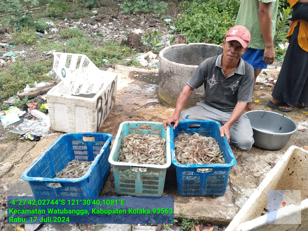 ashar_junianto's tweet photo. Rabu (17/7/2024), Ashar Junianto, S.Pi, Luhkan Kab. Kolaka, di  pdkn Sumber Makmur (an. Suwono) Kel Watubangga Kec Watubangga, panen udang vaname Tambak Tradisional, Sbnyk 125 kg, Luas 1 ha, size 100 an, hrga Rp. 48.000/kg.

#GiatLuhkanSatminkalMaros #Kolaka #Panen @BRPBAP3_Maros https://t.co/9CIqB3ldll