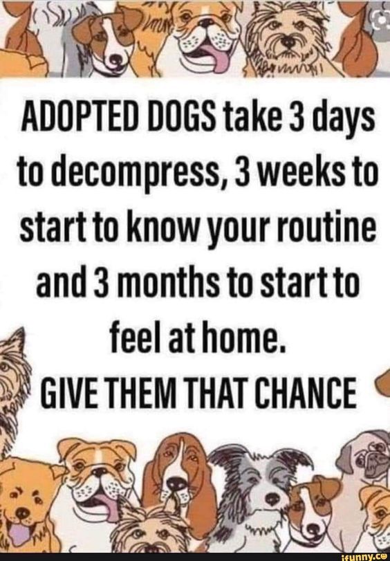 𝕏 Dogs (@_xdogs) on Twitter photo 