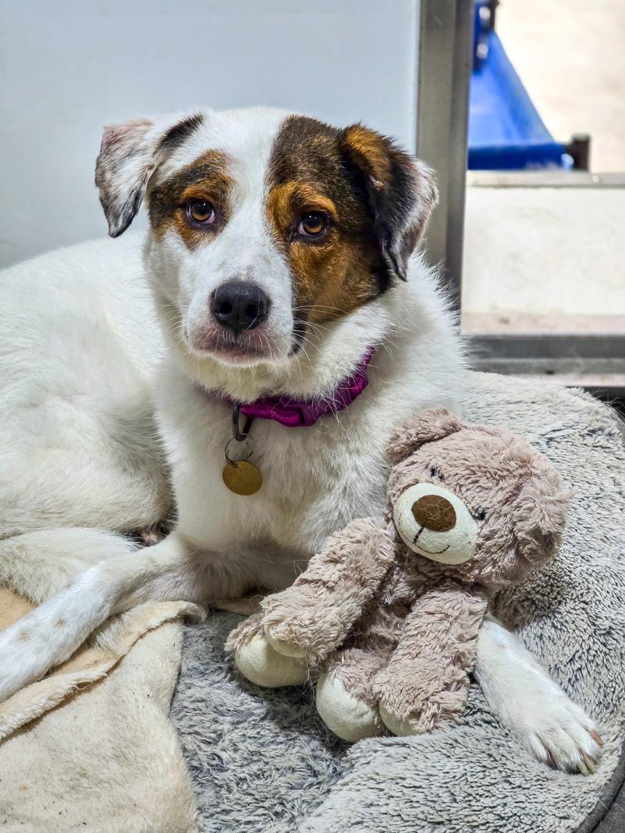 Please retweet to help Phoebe find a home #LIVERPOOL #UK 
AVAILABLE FOR ADOPTION REGISTERED BRITISH CHARITY✅
Phoebe is a 5/6 yr old collie mix, she was rescued from awful conditions who was adopted from us, unfortunately Phoebe was returned to us. Phoebe has been with us for a