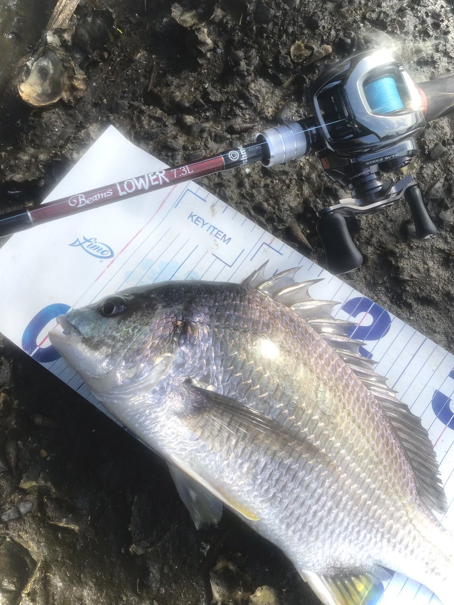 yuuki08031214's tweet photo. キビレ2枚で撤退
暑くてむり
＃Fishman_BC 
＃BEAMSLOWER73L
＃varivas_jp 
＃24スティーズ https://t.co/ZoeJCM5PkR