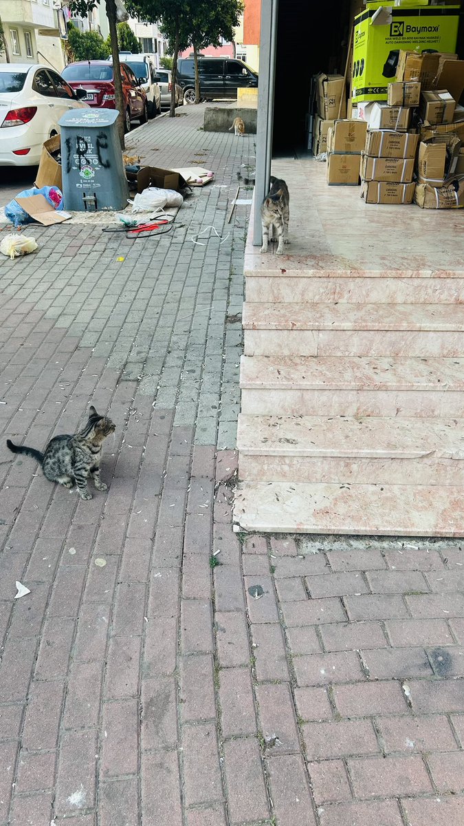 Her sabah aynı rezalet bıktık artık,çöp konteyneri dükkan önünden kaldırılmalı dedik ama anlatamadık..artık buna bir çözüm bulmanızı rica ediyoruz.. Esenler mahallesi yasa sokak no:15/a Pendik İstanbul <a href="/Pendik_Belediye/">Pendik Belediyesi 🇹🇷</a> <a href="/IBBcozummerkezi/">İBB Çözüm Merkezi</a> <a href="/csbgovtr/">T.C. Çevre, Şehircilik ve İklim Dğş. Bakanlığı</a>